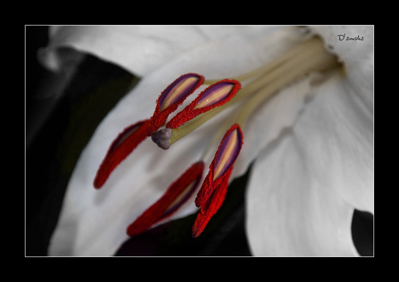 photo "***" tags: macro and close-up, nature, flowers