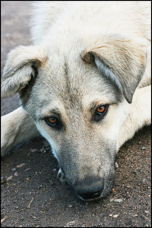 фото "Так много хочется сказать..." метки: природа, домашние животные