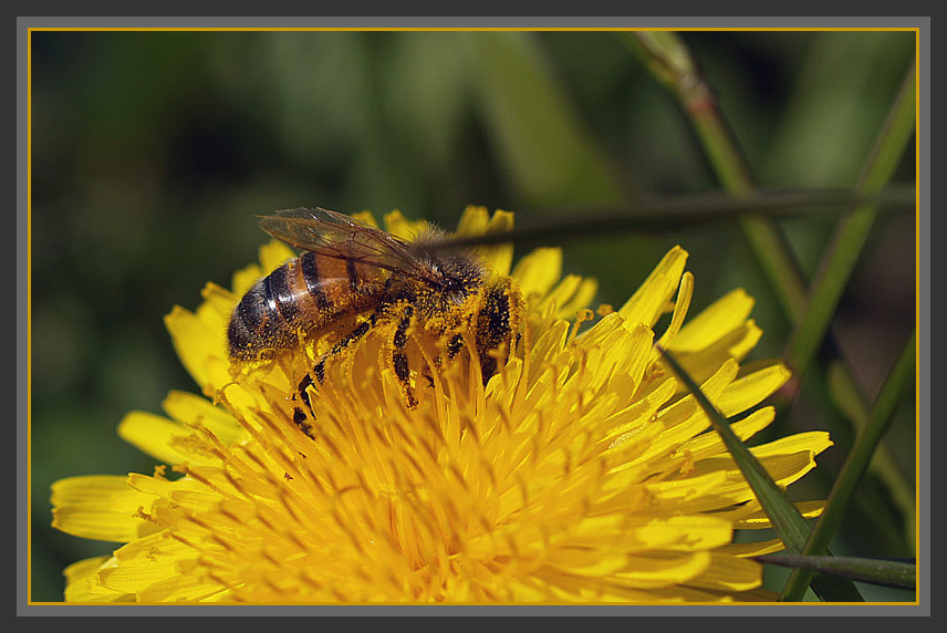 photo "***" tags: nature, macro and close-up, insect