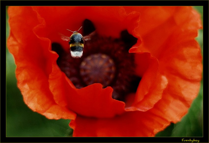 photo "Bumblebee" tags: nature, 