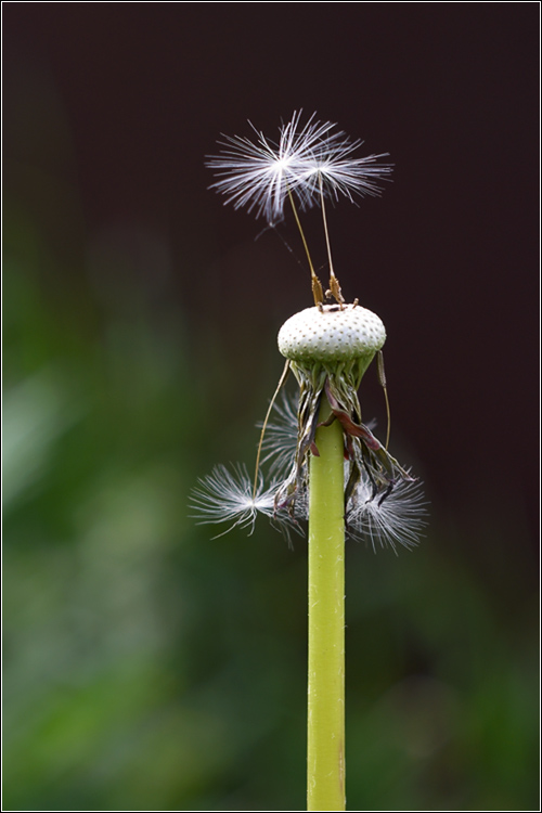 photo "***" tags: nature, macro and close-up, flowers