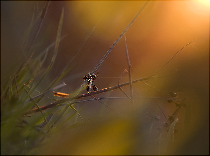 photo "***" tags: nature, flowers