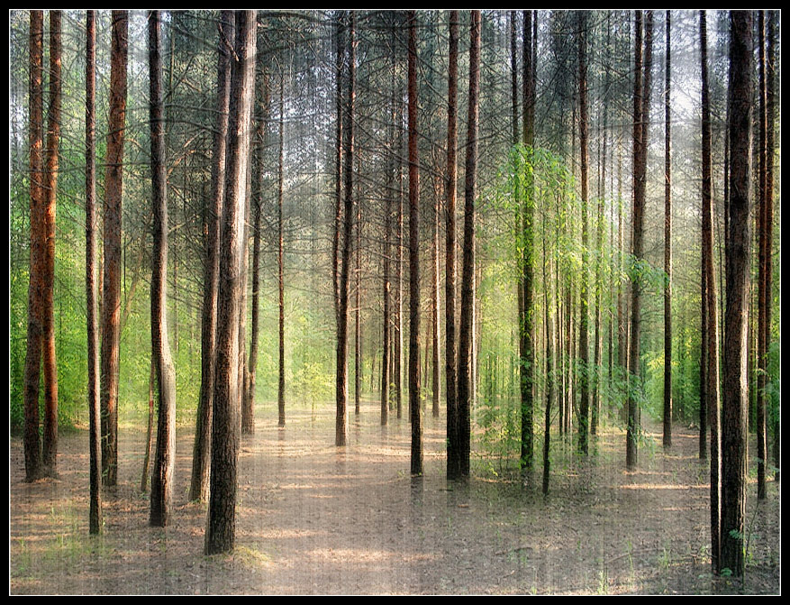 фото "Солнечный лес" метки: , 