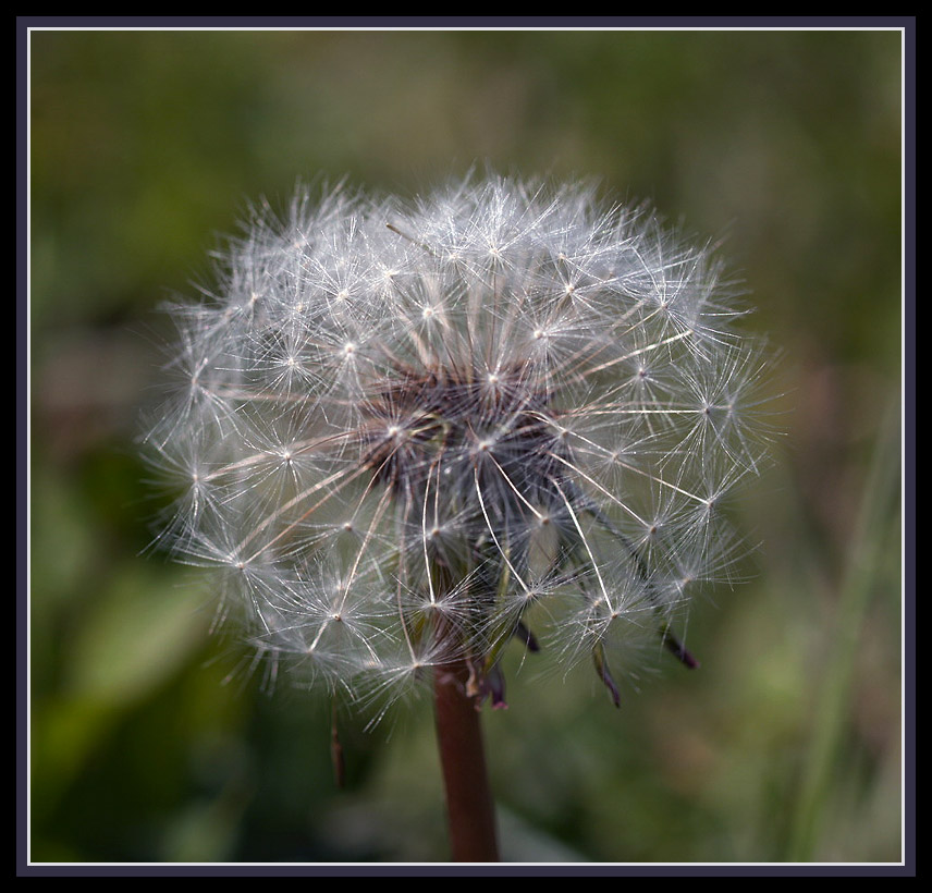 photo "***" tags: nature, macro and close-up, flowers