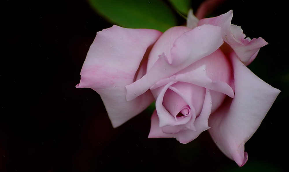 photo "a rose" tags: nature, flowers