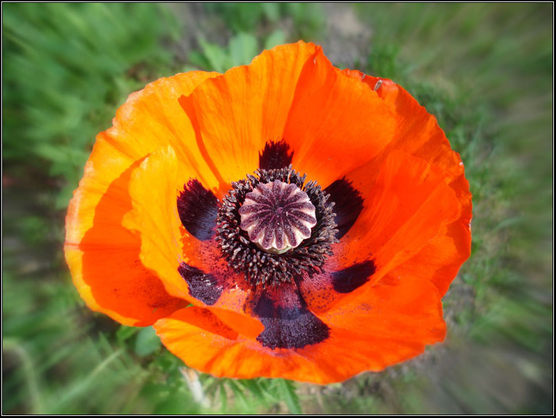 photo "red-poppy" tags: nature, macro and close-up, flowers
