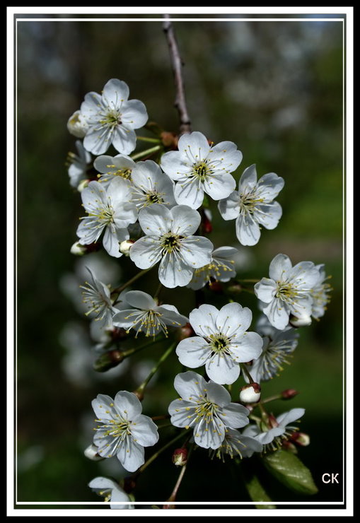 photo "***" tags: nature, flowers