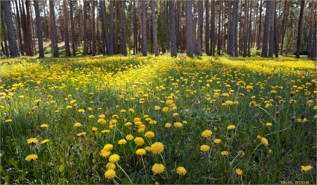 photo "May glade" tags: landscape, 