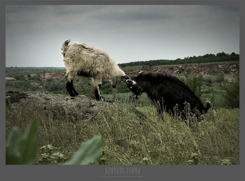 photo "King of mountain" tags: nature, pets/farm animals