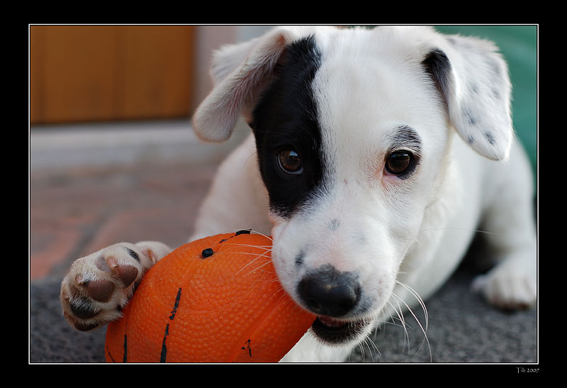 фото "Don't touch my ball..." метки: природа, домашние животные