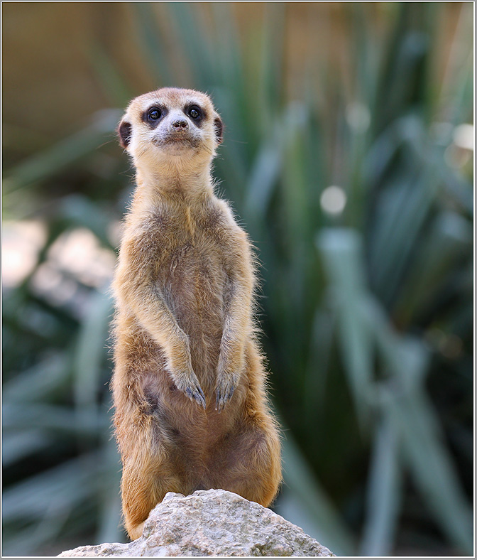 photo "***" tags: nature, wild animals