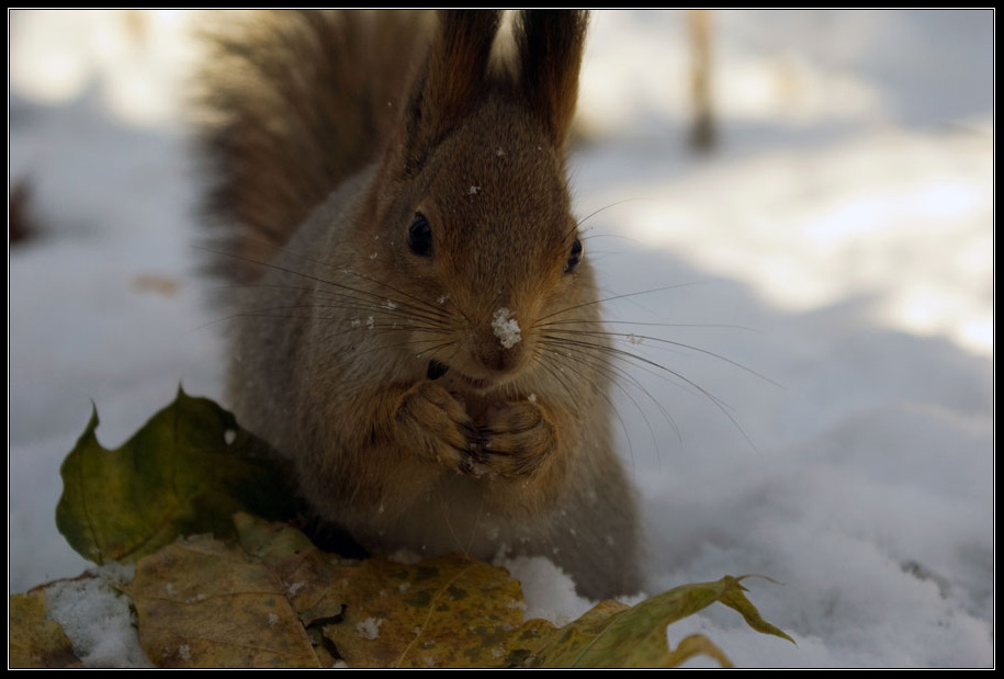 photo "squirrel" tags: nature, wild animals