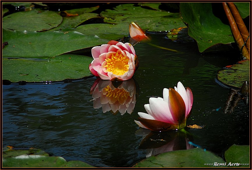 фото "waterlily" метки: природа, пейзаж, вода, цветы