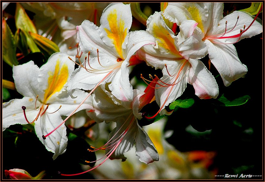 photo "you are my sunshine" tags: nature, macro and close-up, flowers