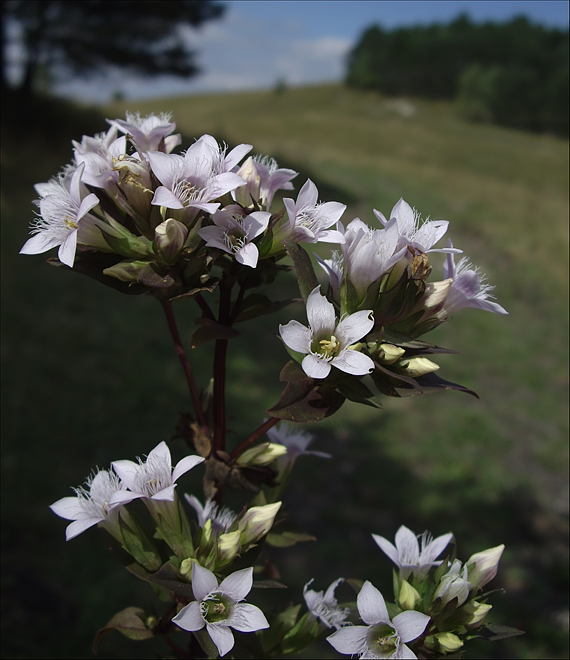 photo "***" tags: landscape, nature, flowers, mountains