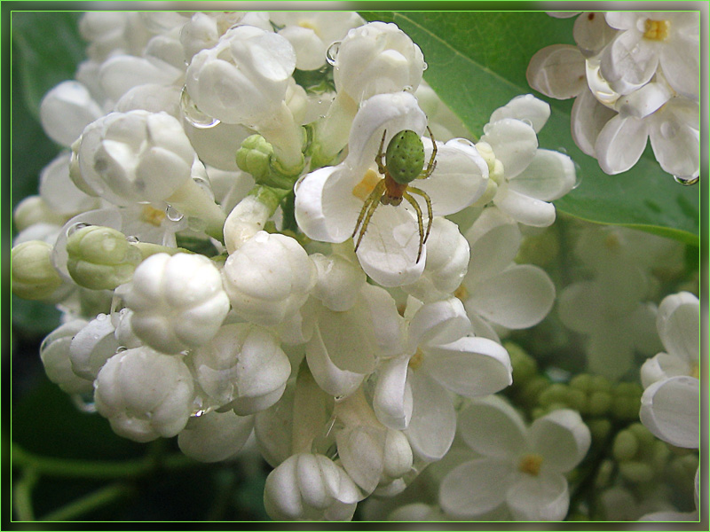 photo "***" tags: nature, flowers, insect