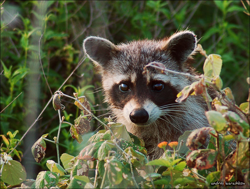 photo "Racoon" tags: nature, wild animals