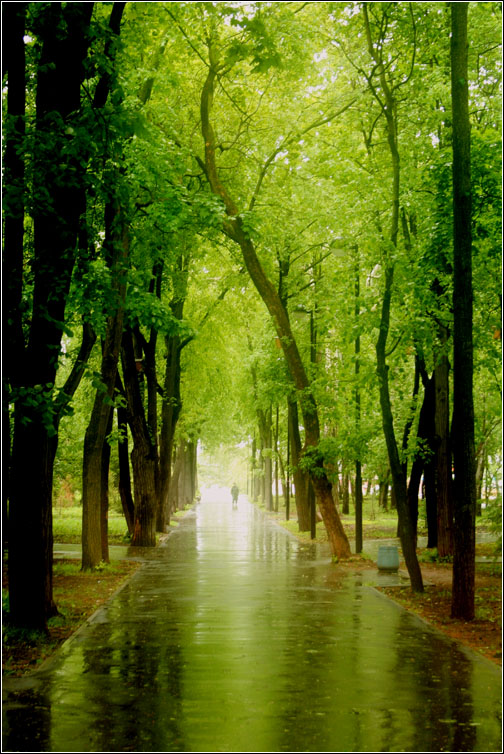 photo "Rainy day" tags: landscape, 