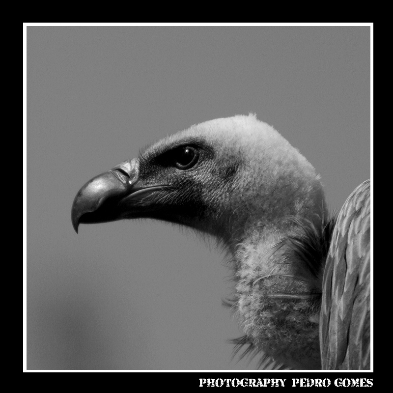 photo "***" tags: nature, black&white, wild animals