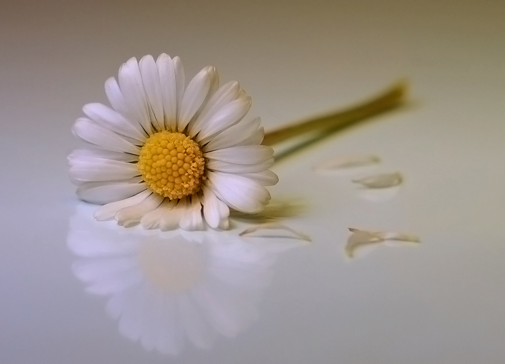 photo "***" tags: nature, macro and close-up, flowers