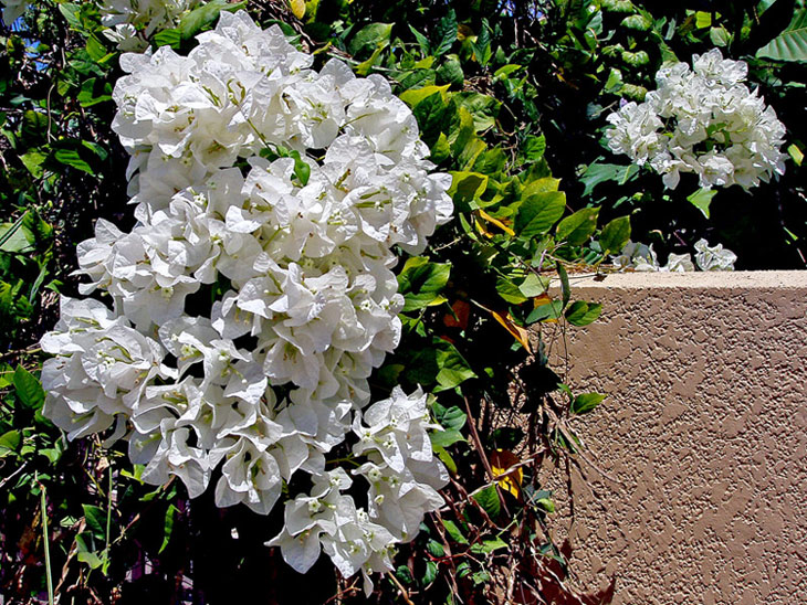 photo "The backyard wall" tags: nature, flowers