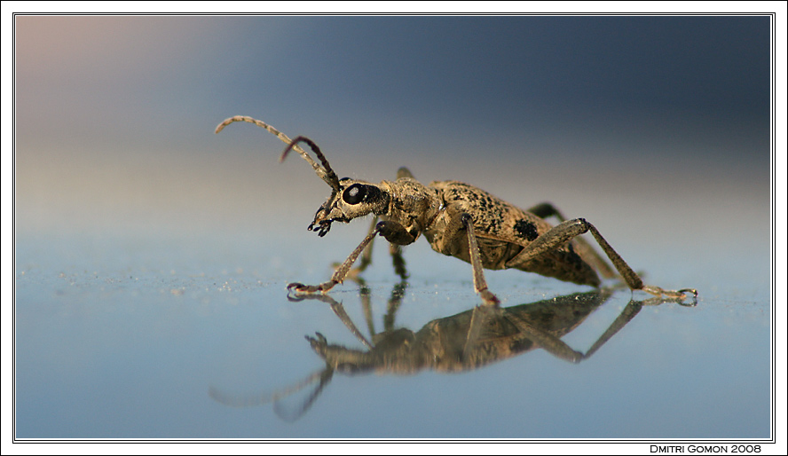 фото "Зеркальный жук" метки: макро и крупный план, природа, насекомое