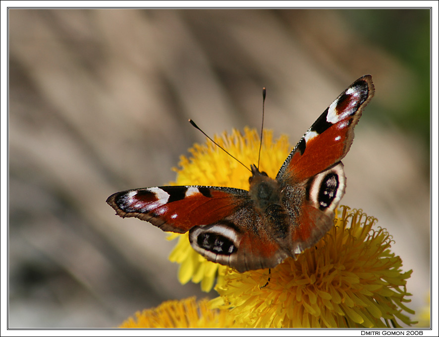 photo "Butterfly" tags: nature, macro and close-up, insect