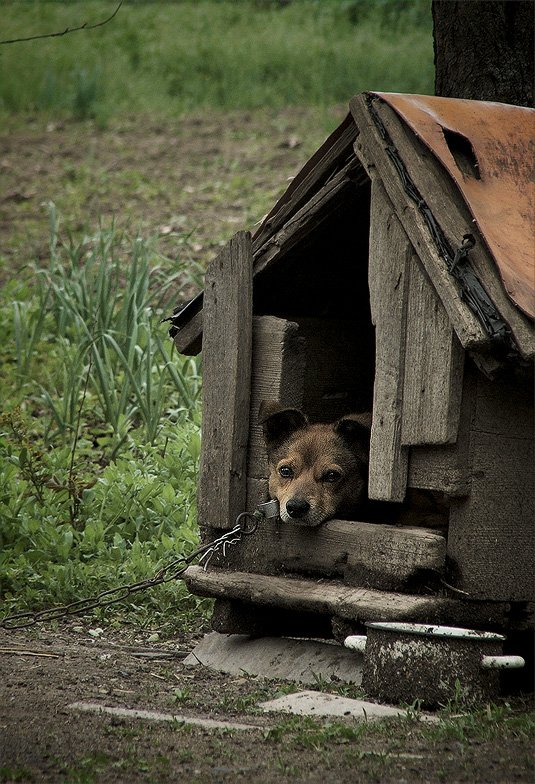 photo "***" tags: nature, pets/farm animals