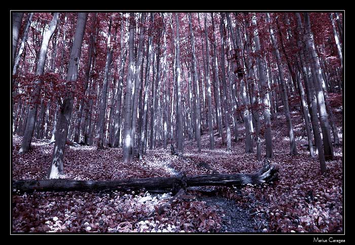 photo "my nightmare" tags: landscape, forest