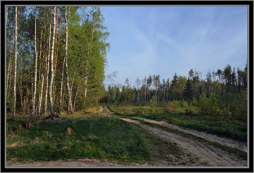 фото "Лесная дорога" метки: пейзаж, лес, лето