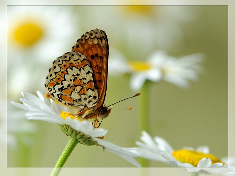 photo "***" tags: macro and close-up, 