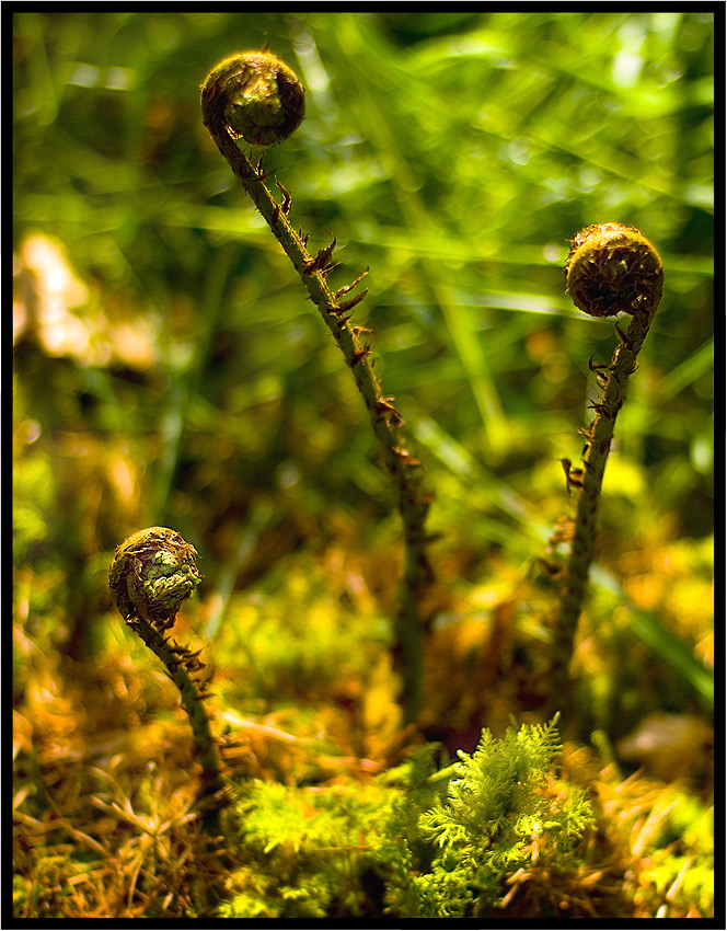 photo "Alien - The beginning" tags: nature, flowers