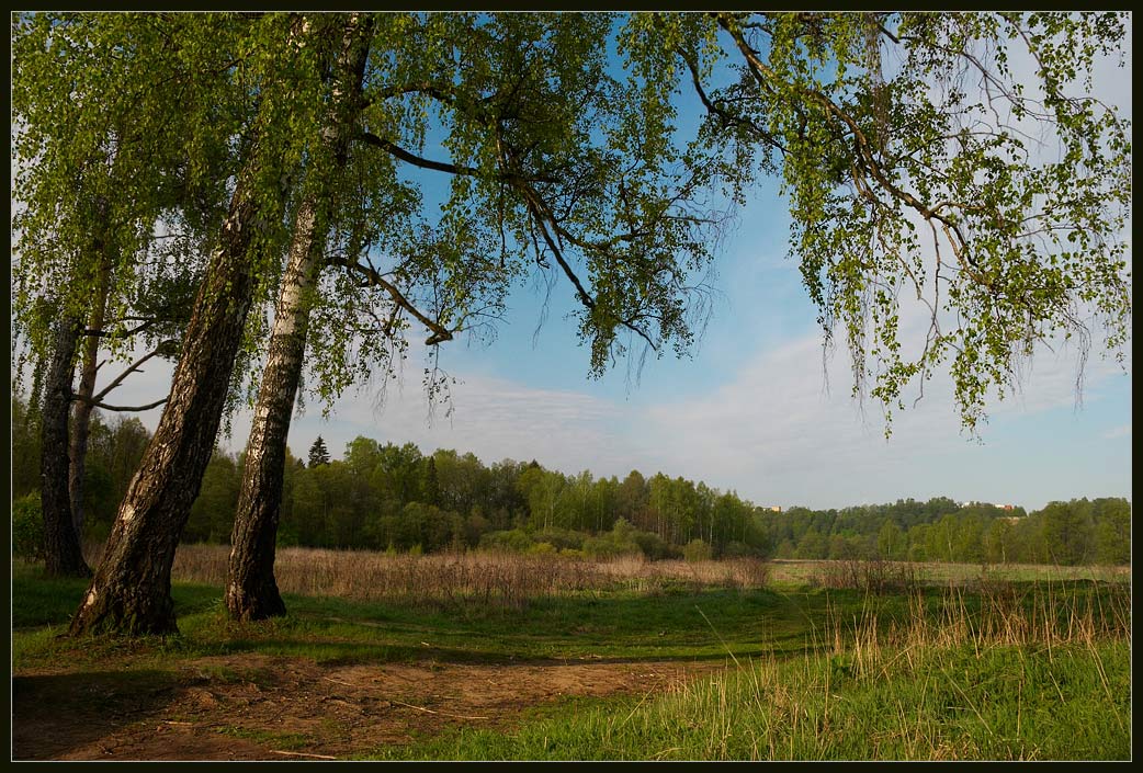 photo "Simple russian landscape." tags: landscape, forest, spring