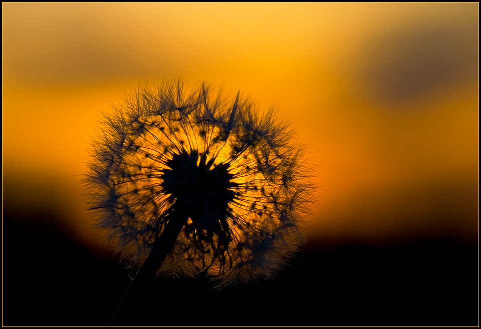 photo "Sunset." tags: macro and close-up, misc., 