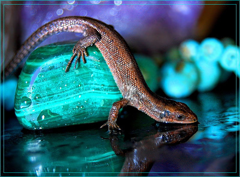 photo "***" tags: nature, macro and close-up, wild animals