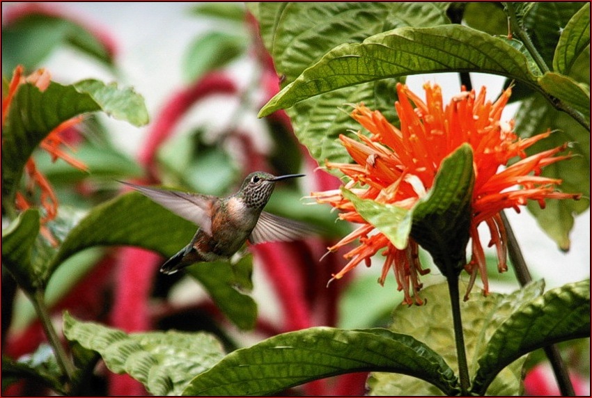 photo "***" tags: nature, flowers, wild animals