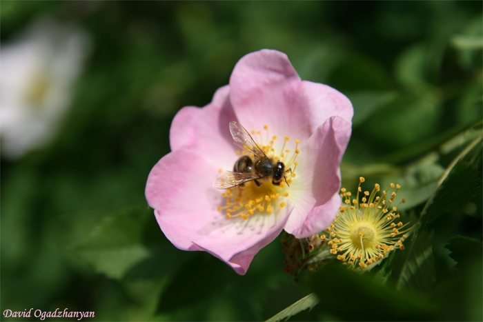 photo "***" tags: nature, macro and close-up, insect