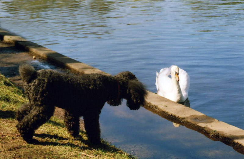 photo "Bird and dog" tags: nature, 