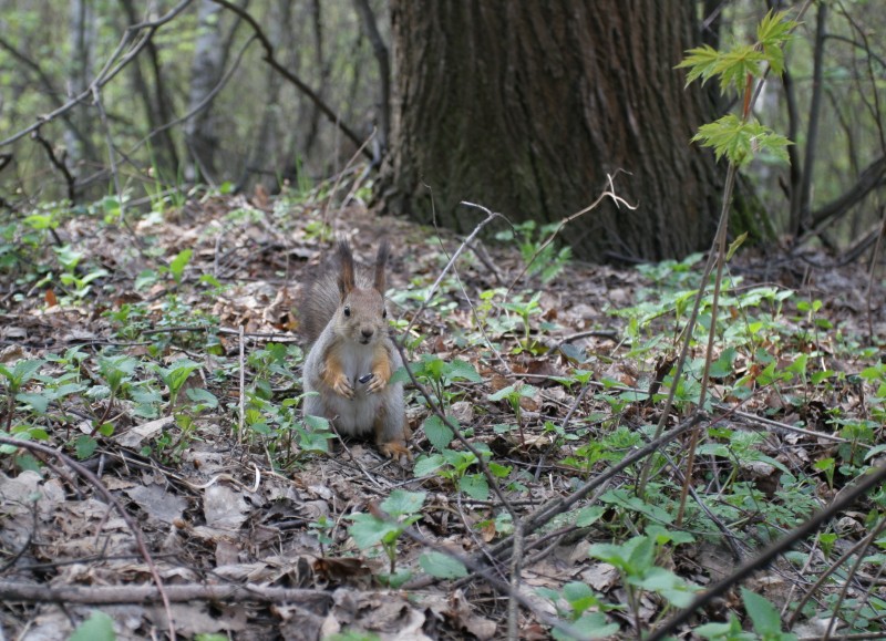 photo "***" tags: nature, wild animals