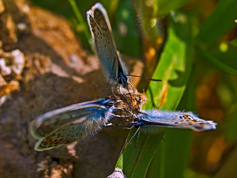 photo "Three butterflys" tags: nature, insect