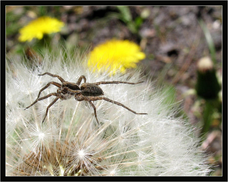 фото "гость" метки: природа, макро и крупный план, насекомое