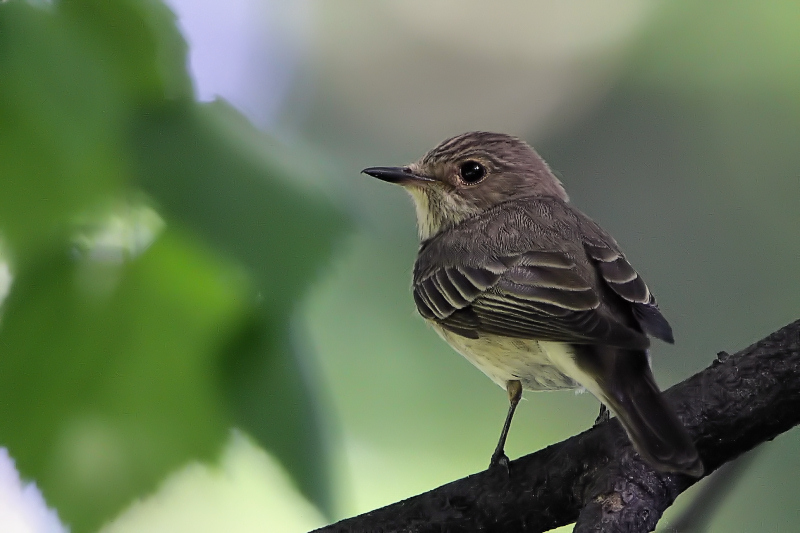 фото "Muscicapa striata" метки: природа, дикие животные