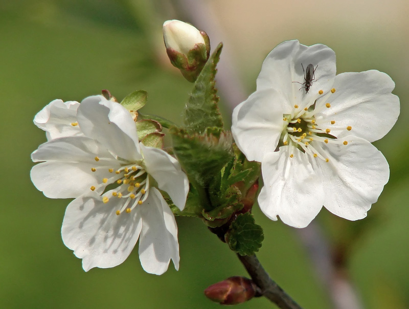 photo "* * *" tags: nature, macro and close-up, flowers