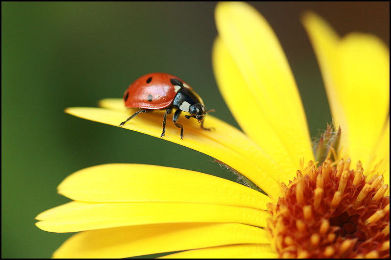 photo "***" tags: nature, macro and close-up, insect