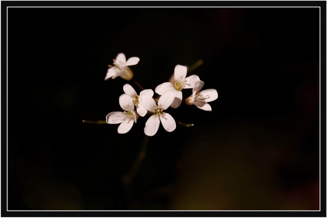 photo "***" tags: nature, flowers