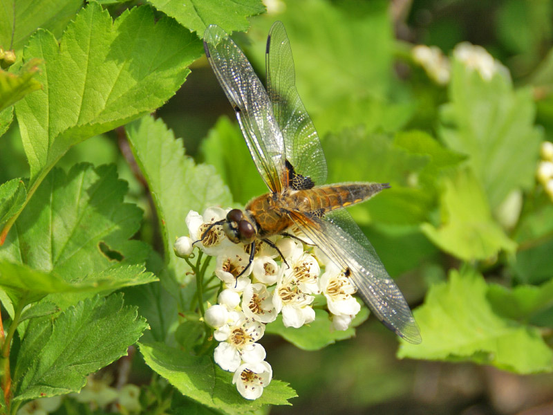 photo "***" tags: nature, insect