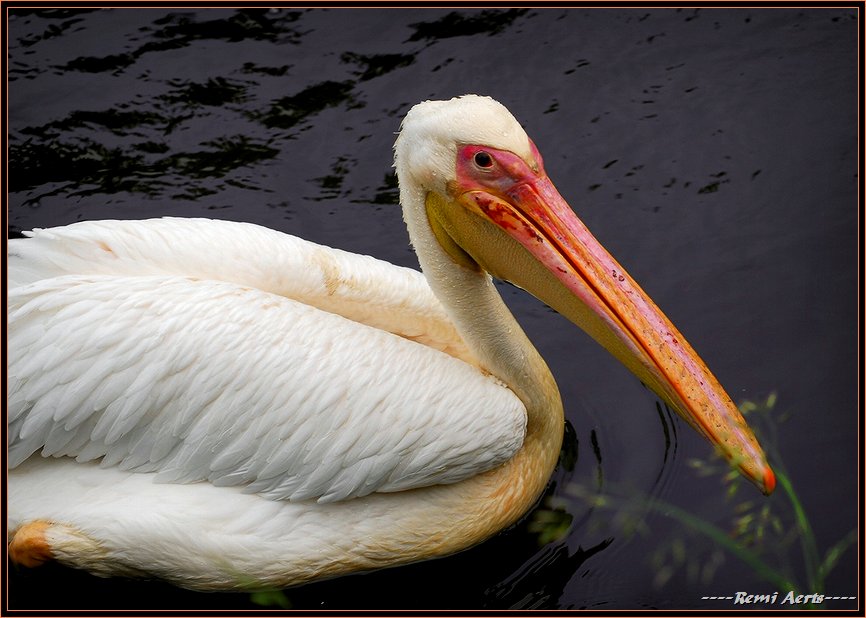 фото "hallo friends" метки: природа, путешествия, дикие животные