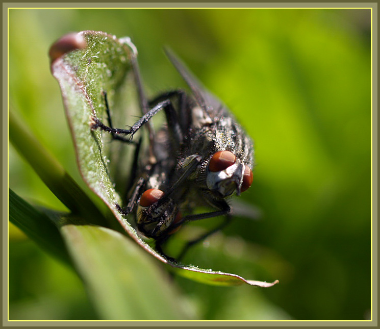 фото "Весенняя  история...-2" метки: природа, макро и крупный план, насекомое