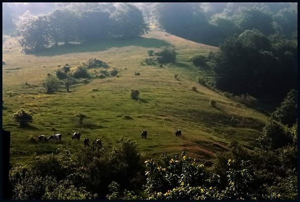 photo "***" tags: landscape, forest