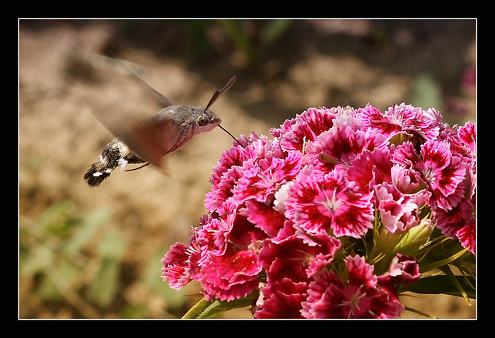 photo "***" tags: nature, insect